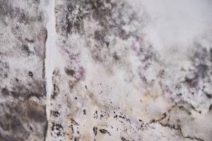 Black Mold